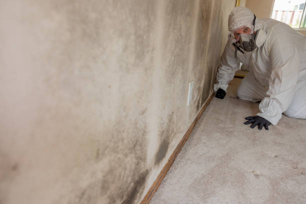Best Water Damage & Mold Remediation  in Rosedale, MD